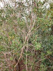 Lyonia ferruginea