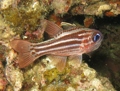 Ostorhinchus compressus