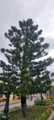 Araucaria