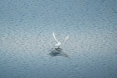 Pagodroma nivea major