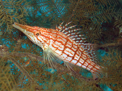 Oxycirrhites typus
