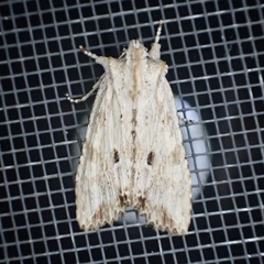 Lithophane patefacta