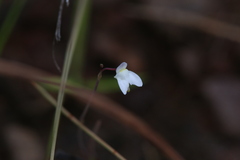 Utricularia limosa