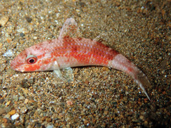 Parupeneus heptacantha