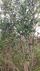 Lyonia ferruginea