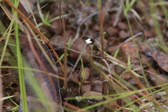 Utricularia limosa