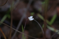 Utricularia limosa