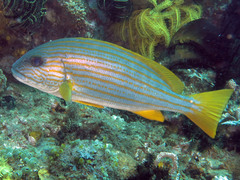 Plectorhinchus chrysotaenia