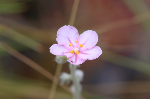 Drosera brevicornis