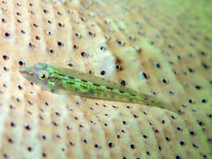 Pleurosicya elongata