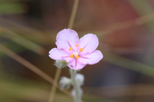 Drosera brevicornis