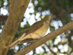 Turdus assimilis