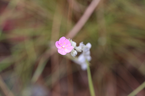 Drosera brevicornis