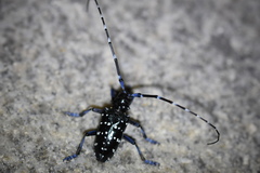 Anoplophora chinensis