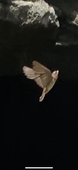 Petrochelidon fulva