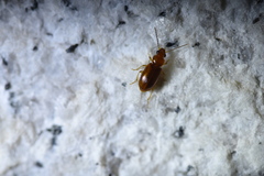 Stenolophini