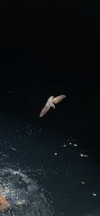 Petrochelidon fulva