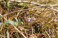 Dendrobium kingianum