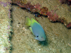 Pomacentrus nigromarginatus