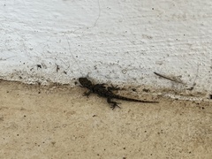 Mediodactylus kotschyi