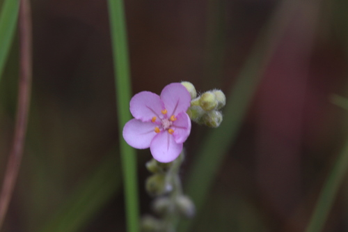 Drosera brevicornis