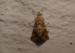 Tegostoma comparalis