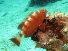 Priacanthus blochii