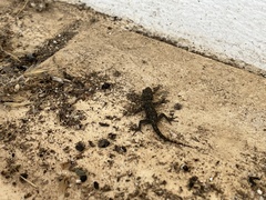 Mediodactylus kotschyi