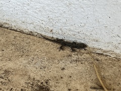 Mediodactylus kotschyi