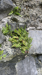 Asplenium marinum