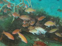 Pseudanthias hypselosoma
