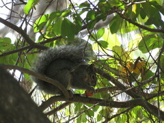 Sciurus colliaei