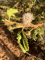 Mimosa tricephala