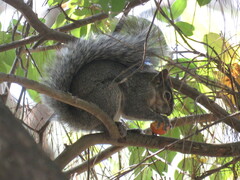 Sciurus colliaei