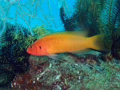 Pseudochromis moorei