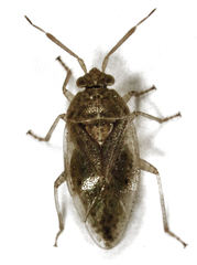 Romna pallida