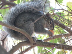 Sciurus colliaei
