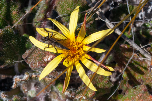 Cederberg falsegerbera (Haplocarpha oocephala)