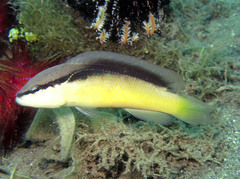 Pseudochromis perspicillatus