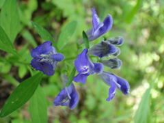 Scutellaria integrifolia