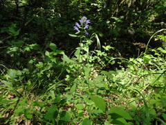 Scutellaria integrifolia