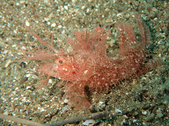 Pteroidichthys amboinensis