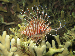 Pterois antennata