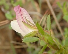 Ononis pendula
