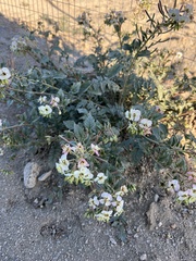 Chylismia claviformis