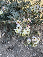Chylismia claviformis