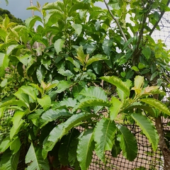 Melicytus ramiflorus