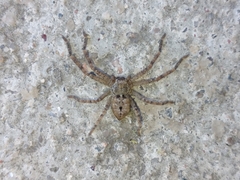 Polybetes rapidus