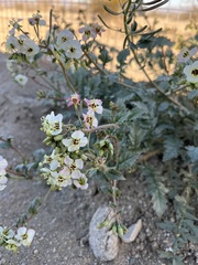 Chylismia claviformis