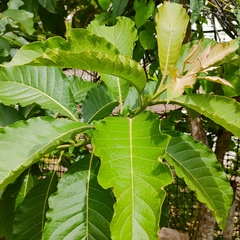Melicytus ramiflorus